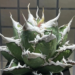 サンスベリア ロリダ 斑入り アガベ ユーフォルビア エケベリア 激レア