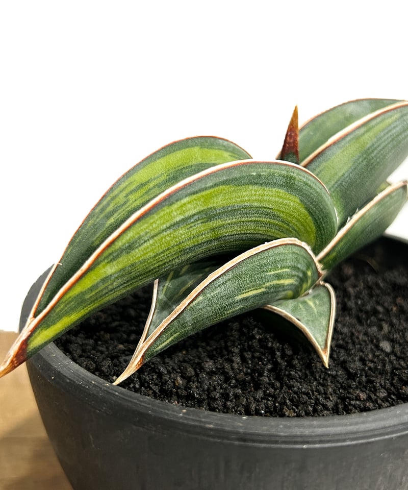 サンセベリア ロリダ 斑入り「Sansevieria rorida Var.」6/14-771